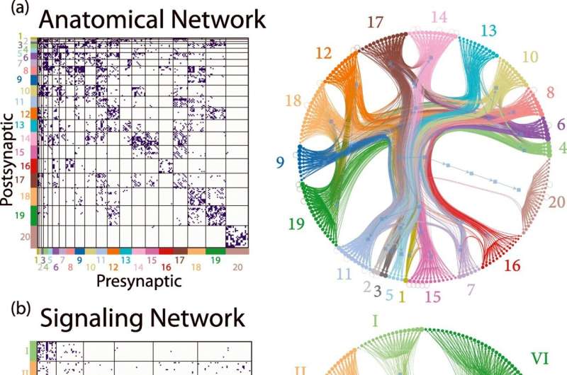 A new look at how the brain works reveals that wiring isn't everything