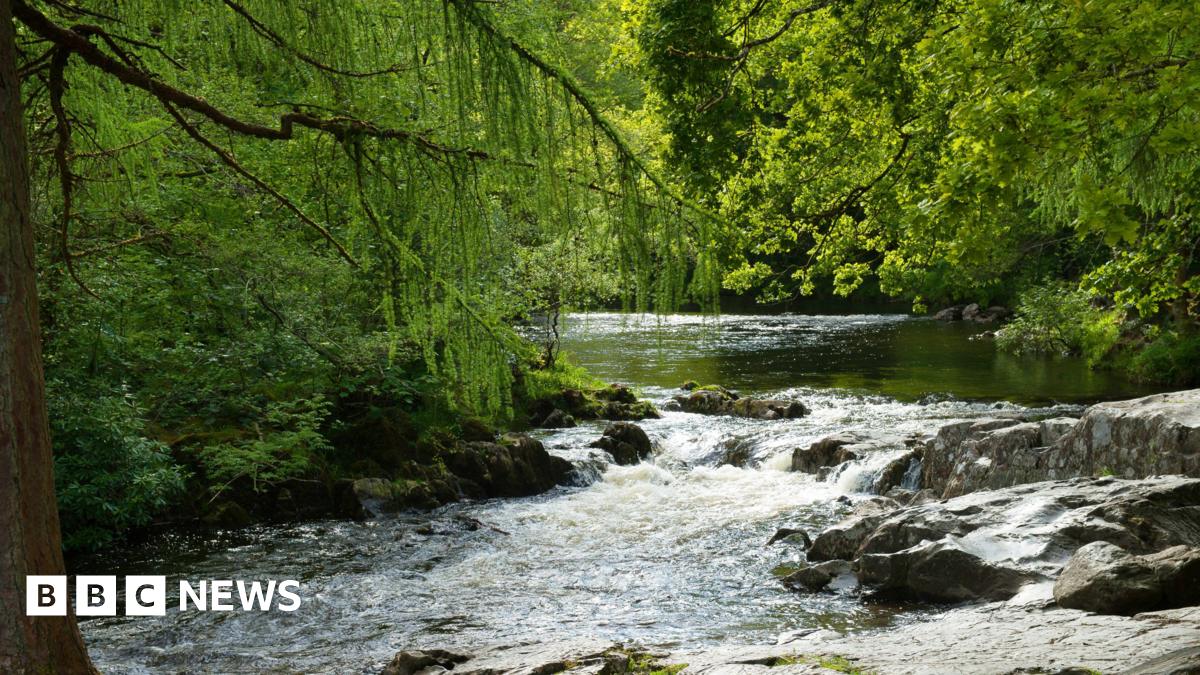 A river through a forest, trees hang over it and the river carves through grey rock.
