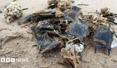 A close-up photograph of a pile of black, tan and white egg cases lying on a firm sandy beach.