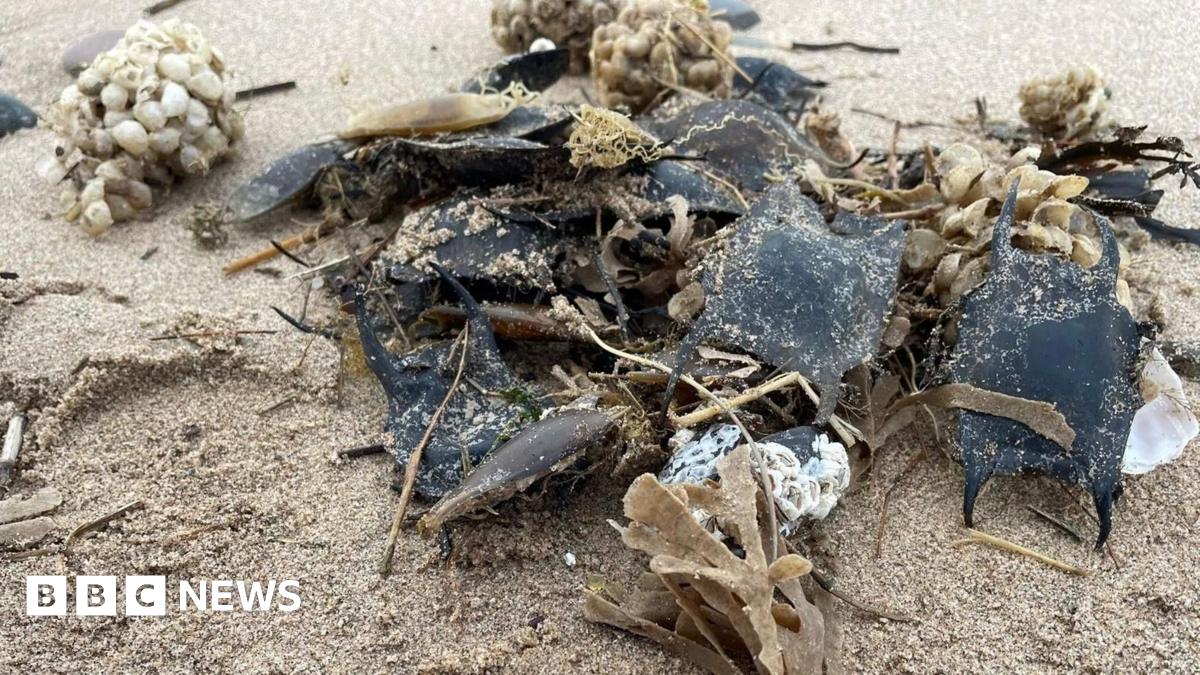 A close-up photograph of a pile of black, tan and white egg cases lying on a firm sandy beach.