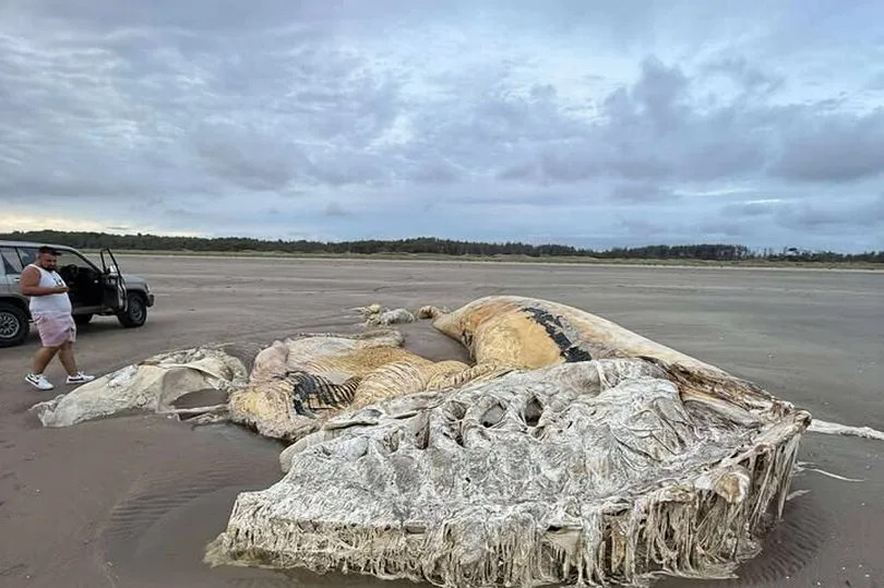 mystery creature washed up on Welsh beach