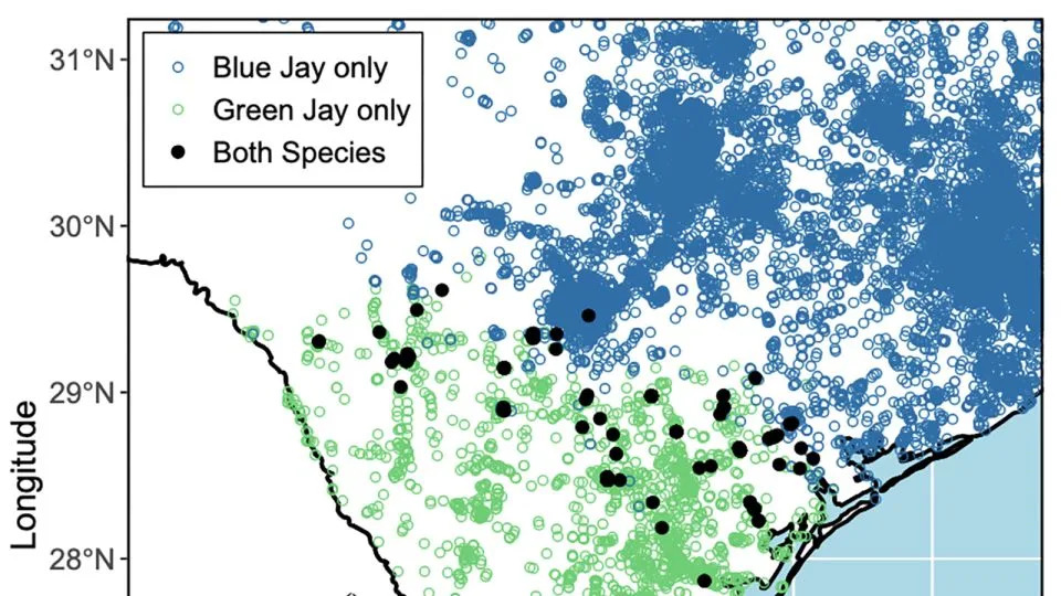 A map shows where the green jay and blue jay ranges overlap in Texas, as reported from 2000 to 2023 in the eBird app. - Brian Stokes/University of Texas
