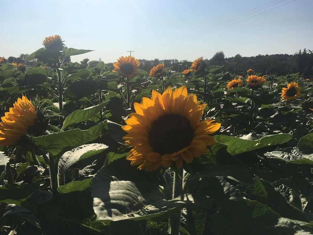 Stanhill Farm