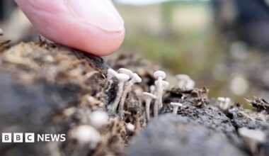 A finger points to an extremely rare tiny white fungus sprouting from a small pile of pony dung
