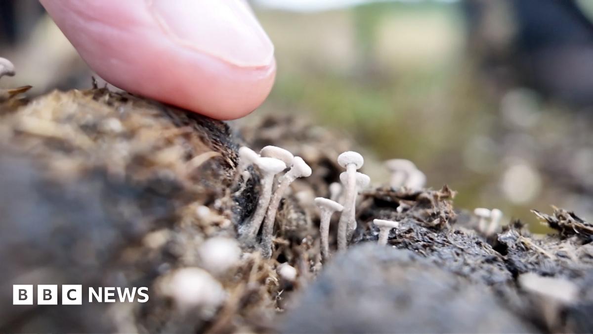 A finger points to an extremely rare tiny white fungus sprouting from a small pile of pony dung