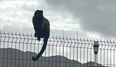 Monkey business in Buncrana ends with safe return of Joey the Capuchin