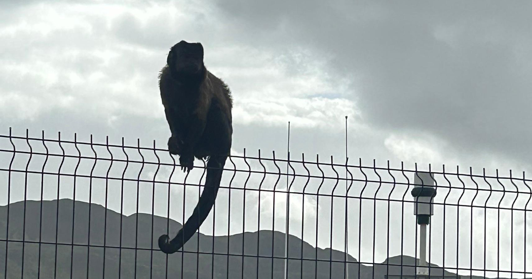 Monkey business in Buncrana ends with safe return of Joey the Capuchin