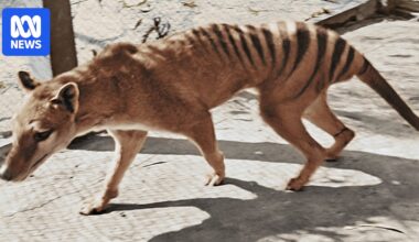 Nine decades on, a witness to the last Tasmanian thylacine recounts her experience
