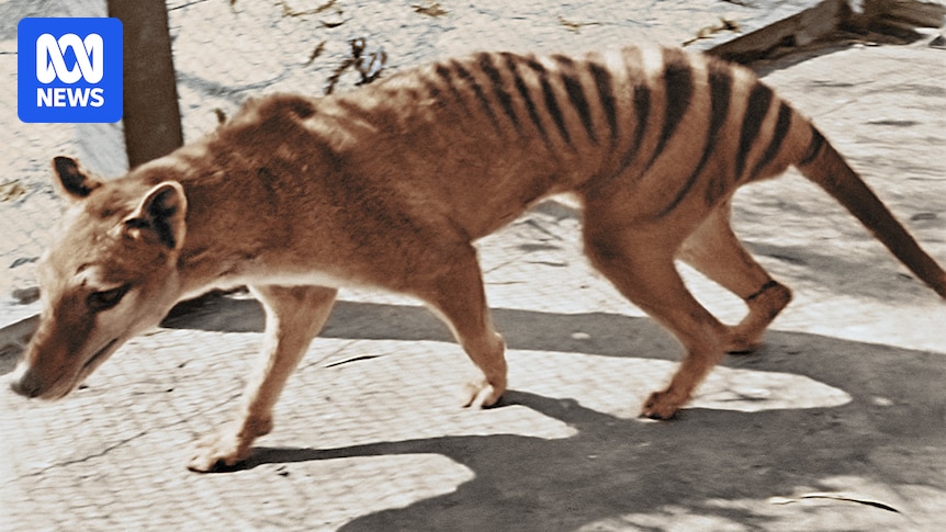 Nine decades on, a witness to the last Tasmanian thylacine recounts her experience