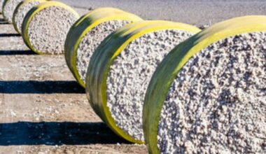US cotton harvest slowdown triggers global ripple effects