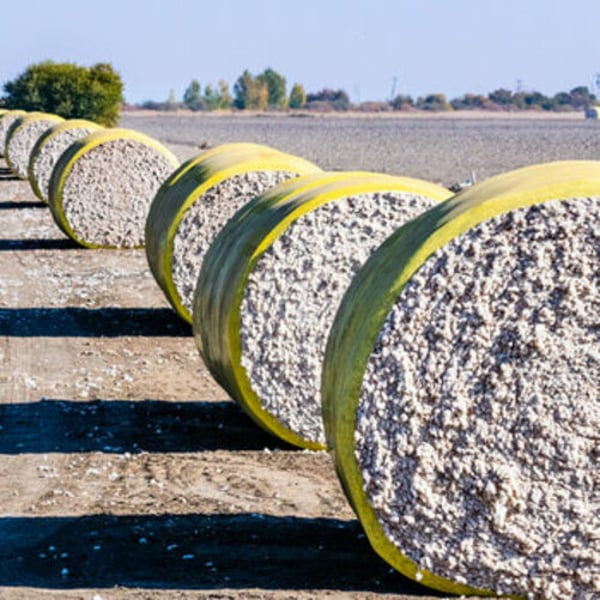 US cotton harvest slowdown triggers global ripple effects