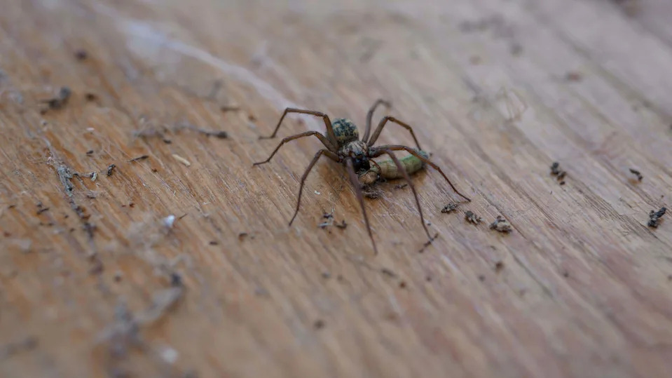 A detailed macro image shows a long-legged cellar spider holding its prey a fly on a textured wooden surface, capturing a natural predation scene, rea