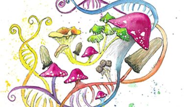 Connection among gut fungi, genetics and disease risk in humans identified