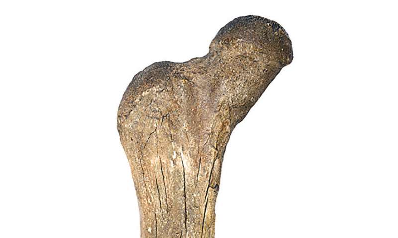 Ancient DNA reveals deeply complex Mastodon family and repeated migrations driven by climate change