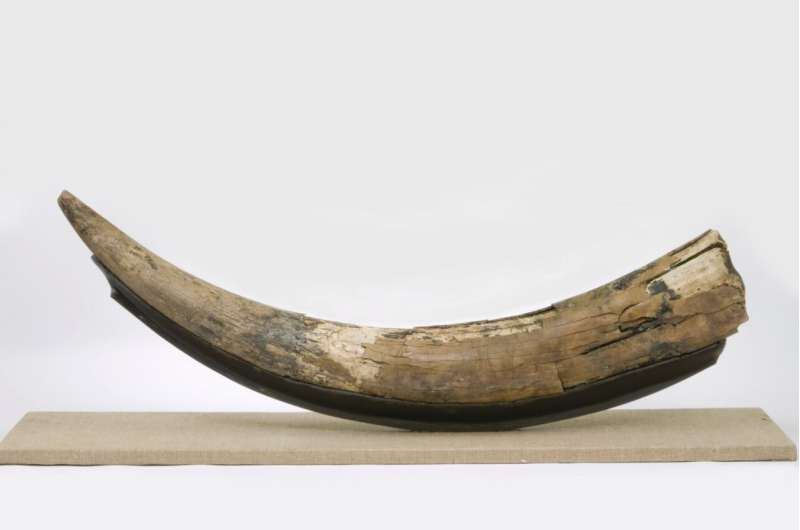 Windsor Sinkhole Mastodon tusk, dated to approximately 178,000 years ago, was found in a gypsum sinkhole in Nova Scotia. Credit: Nova Scotia Museum Ancient DNA reveals deeply complex Mastodon family and repeated migrations driven by climate change