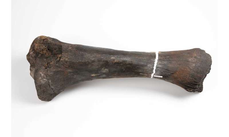 Ancient DNA reveals deeply complex Mastodon family and repeated migrations driven by climate change