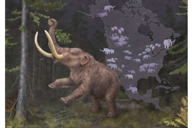 An adult mastodon (Mammut sp.) consuming a spruce branch set against a backdrop illustrating their cyclical continental migrations linked to climate fluctuations. At least two species of mastodons roamed North America during the Middle and Late Pleistocene – the American mastodon, stretching from the eastern seaboard to central parts of the continent, and the Pacific mastodon from central Alberta through California. Credit: Illustration by Kathryn Killackey Ancient DNA reveals deeply complex Mastodon family and repeated migrations driven by climate change
