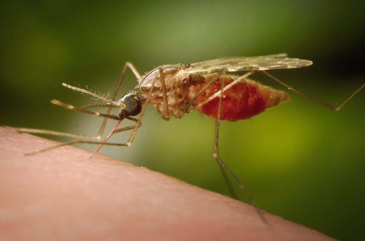 How genetic shifts are helping mosquito evade malaria control efforts