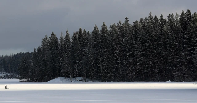 Sweden and Finland urge revision of EU's forestry climate targets- Ảnh 1.