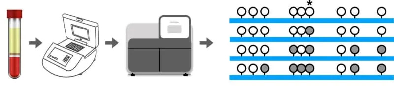 A schematic view of targeted PCR sequencing following bisulfite conversion, facilitating concurrent mapping of multiple neighboring CpG sites at a depth >5,000×. (CREDIT: Cell Reports)