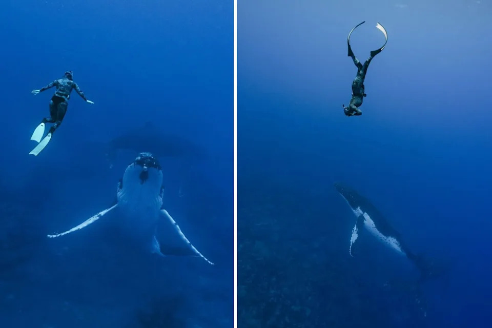 Australian woman Phoebe dives with humpback whales in the Cook Islands. 