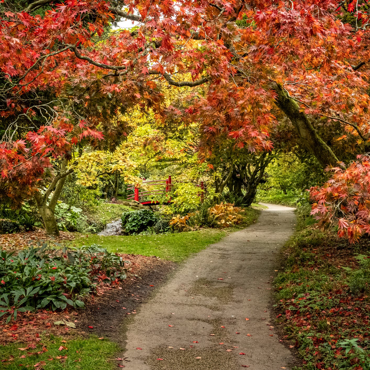 autumn colour at batsford arboretum, morton in marsh, cotswolds uk