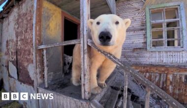 A polar bear looks on at the abandoned Soviet-era research station