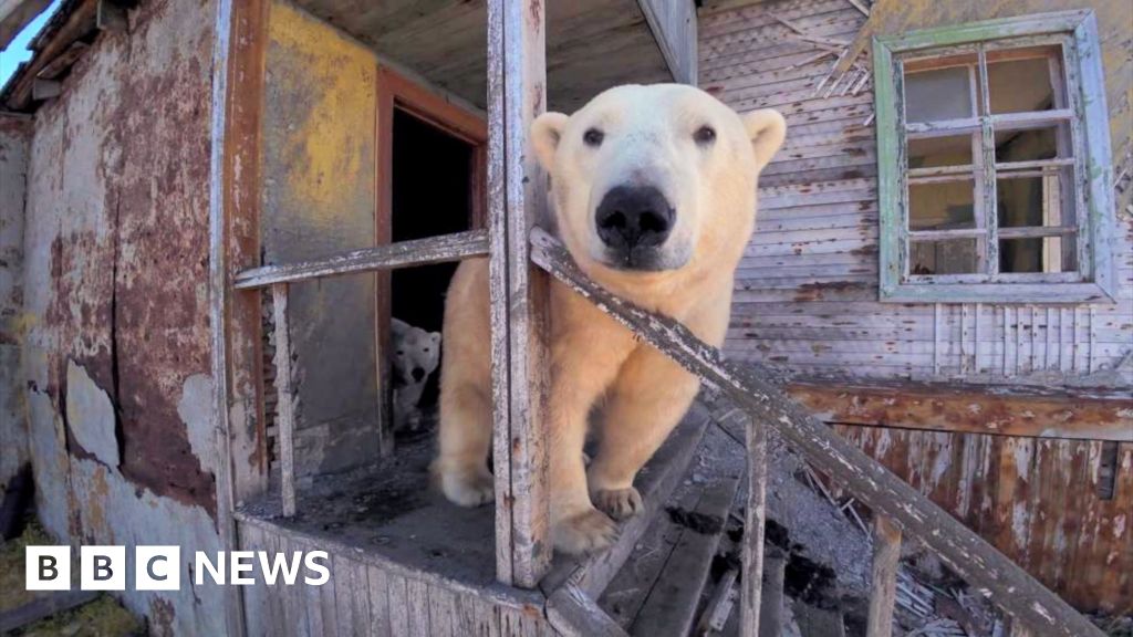 A polar bear looks on at the abandoned Soviet-era research station