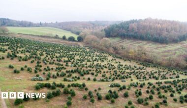 A drone shot of hundreds of trees and green fields.