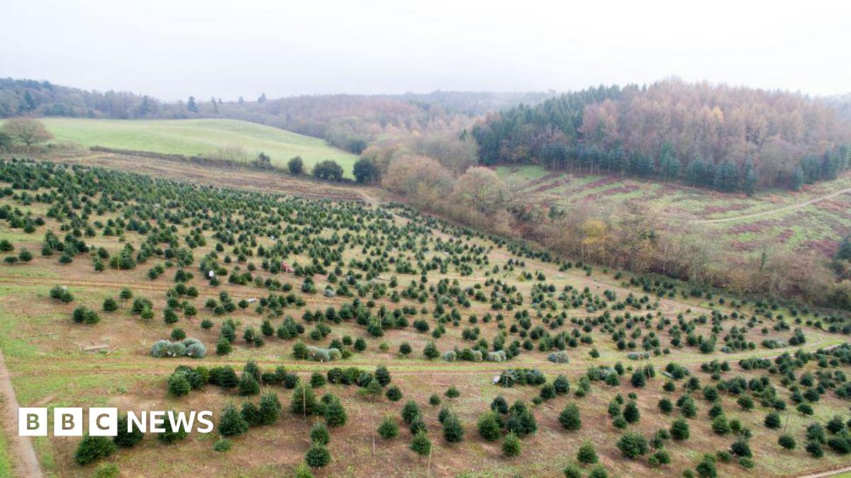 A drone shot of hundreds of trees and green fields.