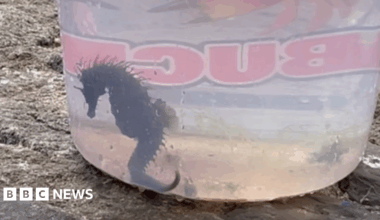 A seahorse is swimming in a plastic bucket of sea water. The seahorse is in profile and its spiny back is visible along with its horse-shaped head and curled tail .The bucket is standing on granite. There are letters written around the bucket, BUC are visible.