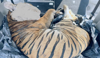 Tiger carcass found in car, three men arrested