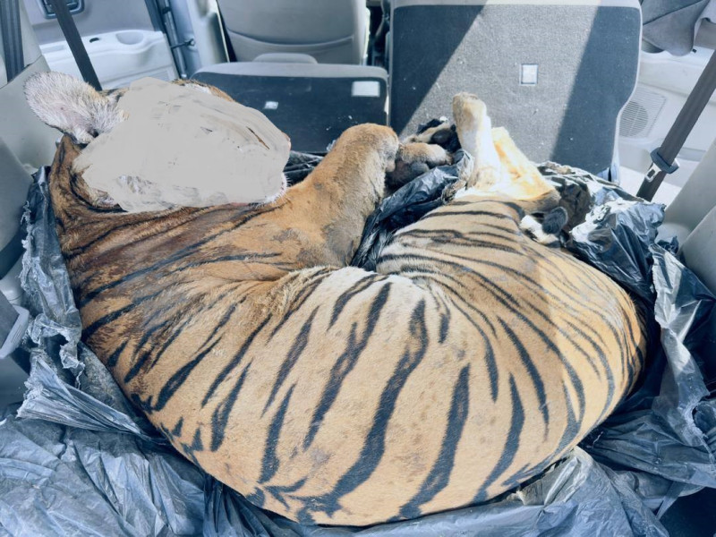 Tiger carcass found in car, three men arrested