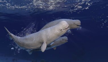 Operation Beluga: In 1985, An Icebreaker Playing Classical Music Saved 2,000 Beluga Whales From Certain Death