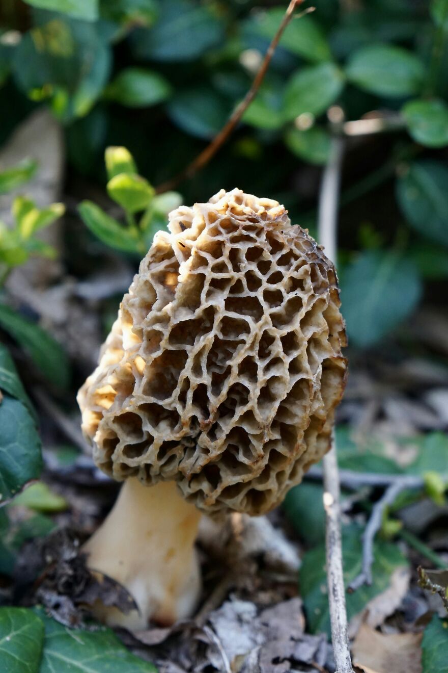 Close-up of a morel mushroom, a wealthy-favored superfood linked by scientists to ALS or Lou Gehrig’s disease.
