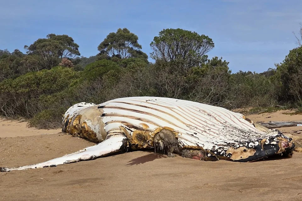 A dead humpback on a beach at Burnie, Tasmania.
