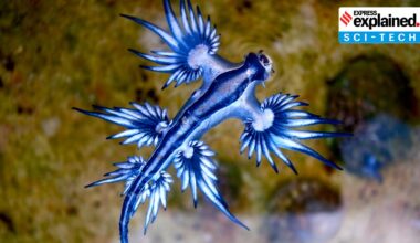 blue dragon