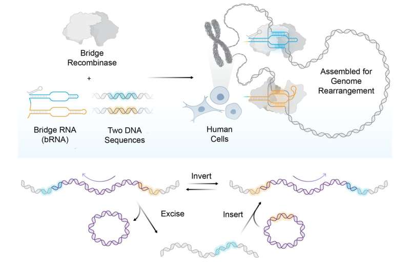 Bridge recombinases, optimized for human cells, enable massive programmable DNA rearrangements