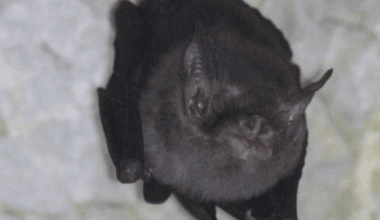 Meet The Bumblebee Bat: The World's Smallest Bat Is The Last Of Its Kind