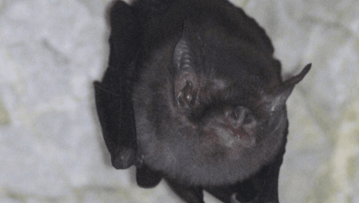 Meet The Bumblebee Bat: The World's Smallest Bat Is The Last Of Its Kind