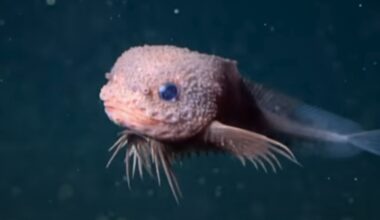 The Unexpectedly Cute Creature Discovered in The Abyss : ScienceAlert