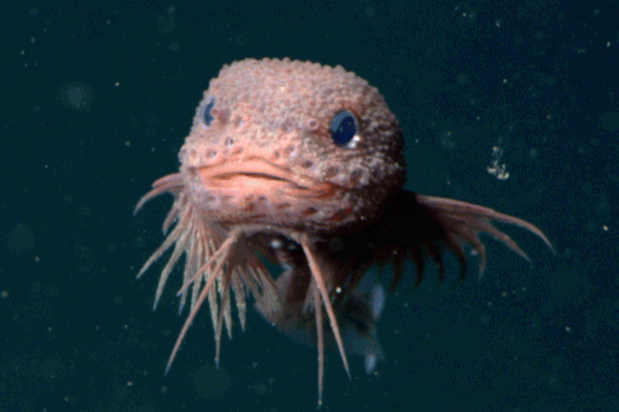 Bumpy Snailfish Ct Scan