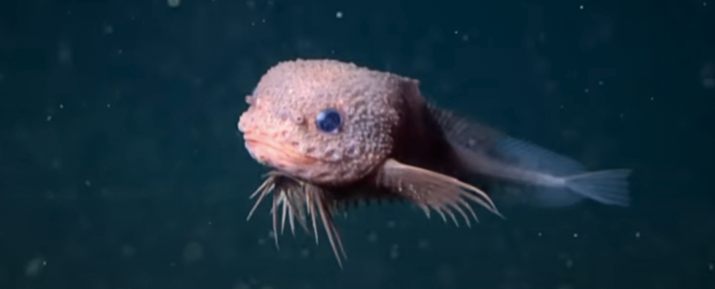 The Unexpectedly Cute Creature Discovered in The Abyss : ScienceAlert