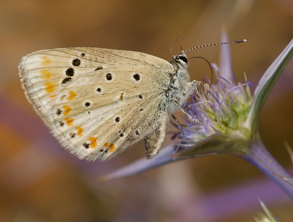 Another shot of the Atlas blue butterfly, not looking very blue.