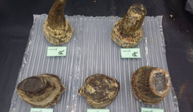 Bangkok Post - Vietnamese caught smuggling rhino horn at Suvarnabhumi