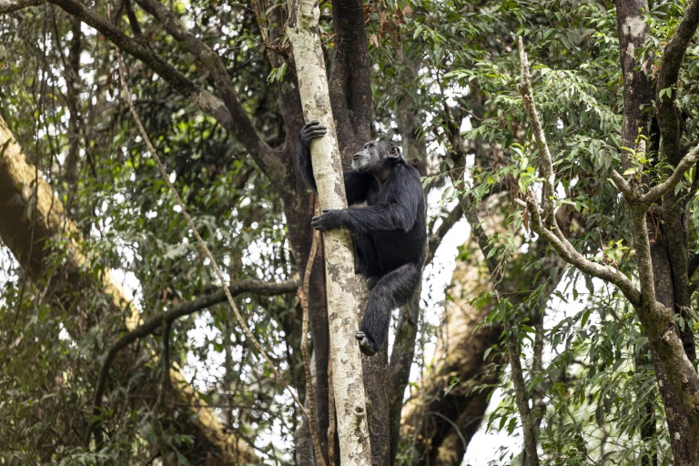 A chimp clings to a tree at a nature reserve in Sierra Leone in April 2025. (Photo: AFP)