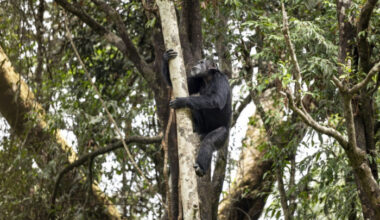 Bangkok Post - Chimps ingest alcohol daily: study