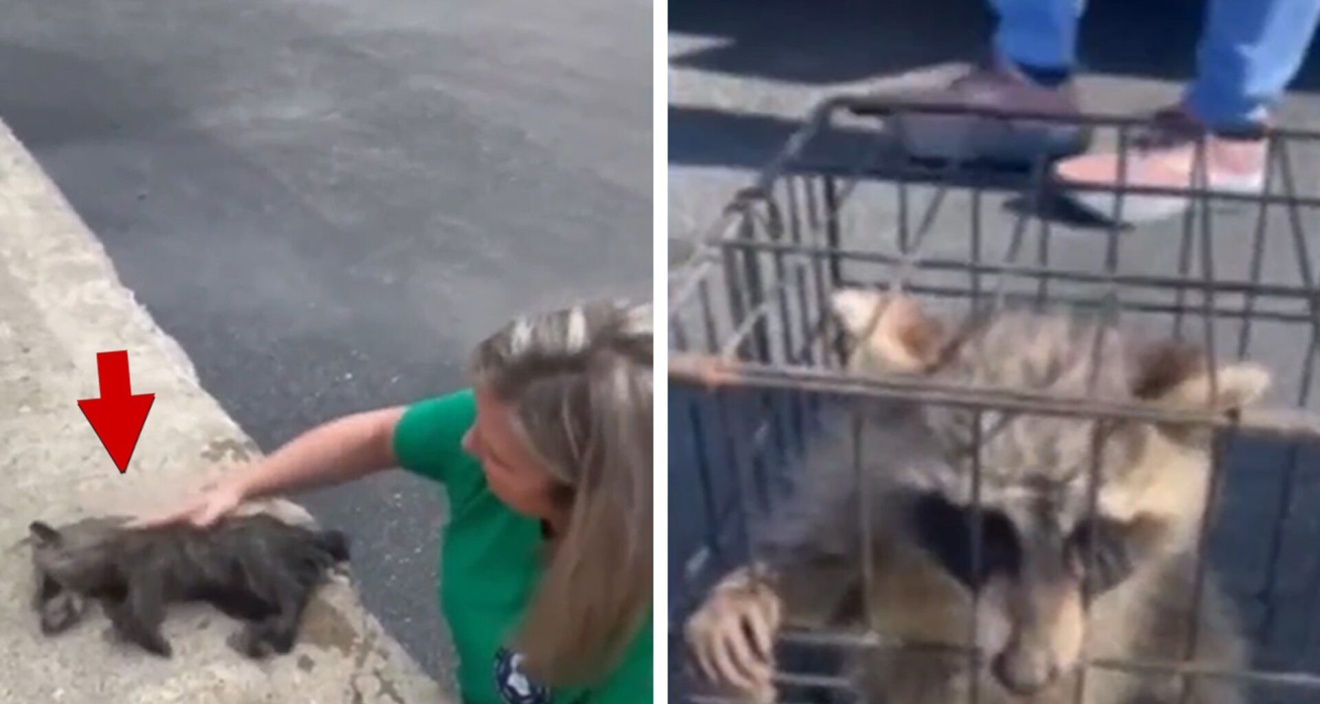 Raccoon Rescued By Nurse Performing CPR, Fermented Peaches to Blame