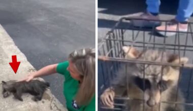 Raccoon Rescued By Nurse Performing CPR, Fermented Peaches to Blame