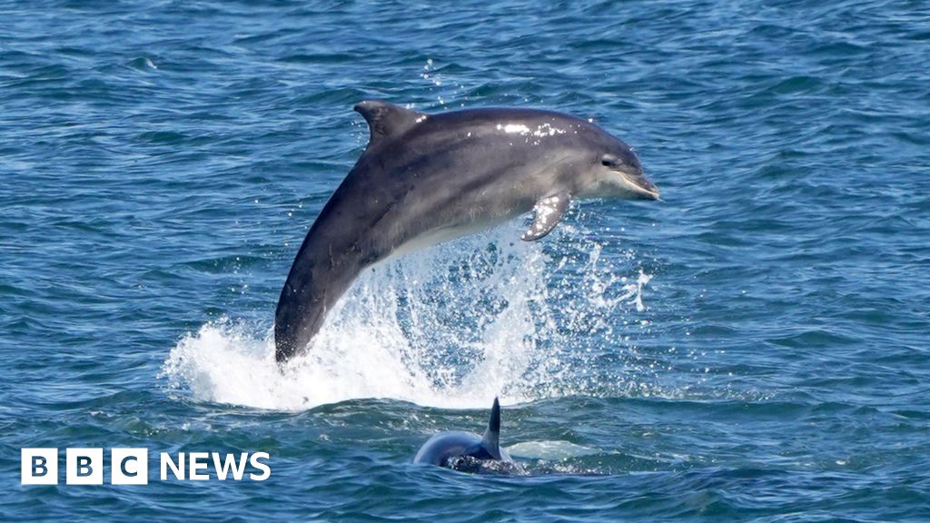 Jet skier who disturbed dolphins given police warning